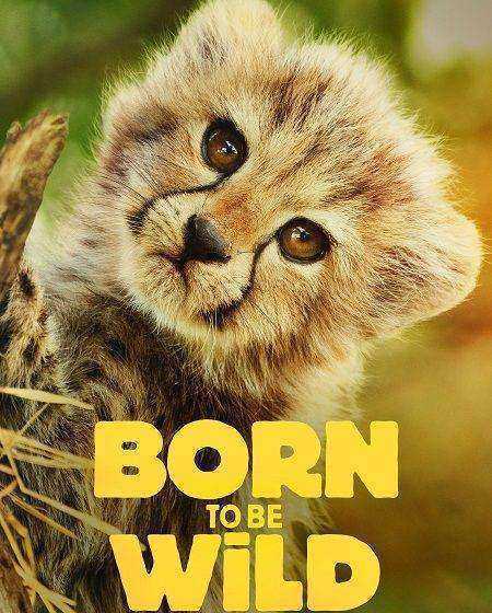 مسلسل Born to be Wild مترجم